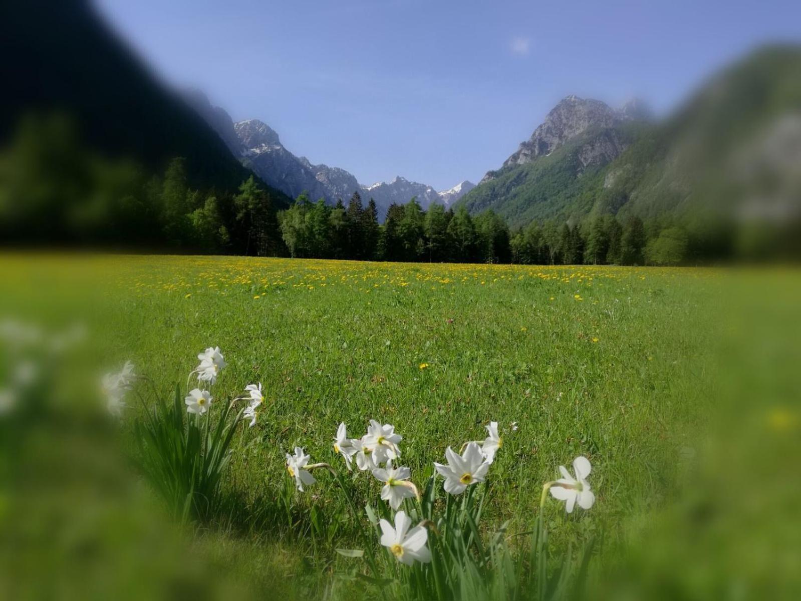 Turisticna Kmetija Psnak Mojstrana Exterior foto