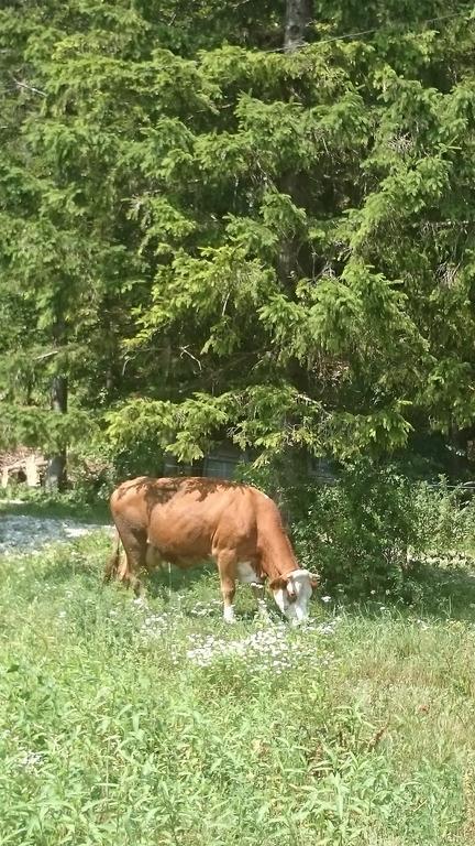 Turisticna Kmetija Psnak Mojstrana Exterior foto