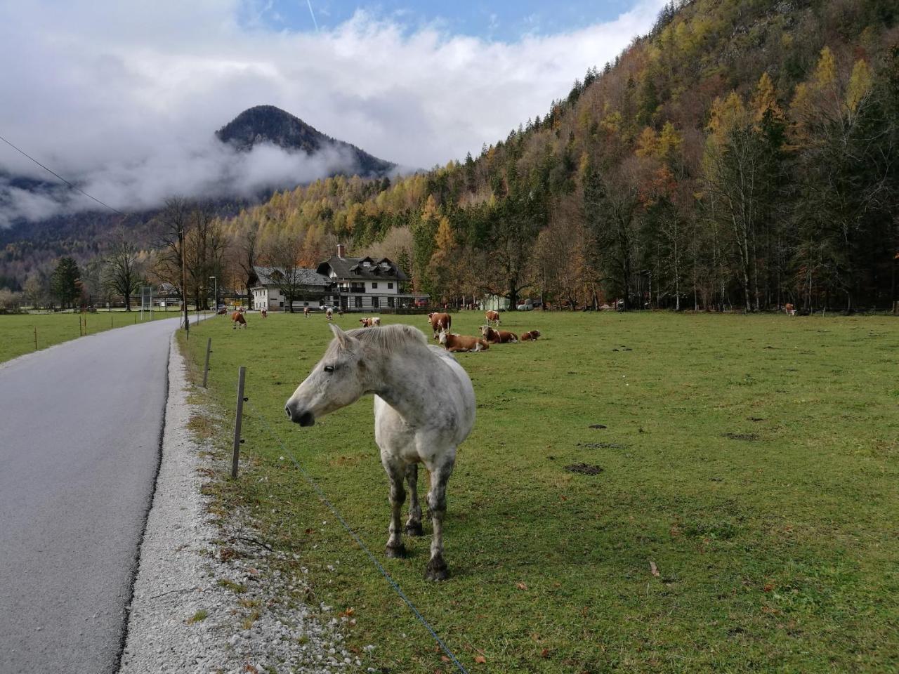 Turisticna Kmetija Psnak Mojstrana Exterior foto
